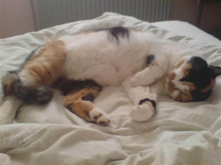 Huskat Laban billede 11