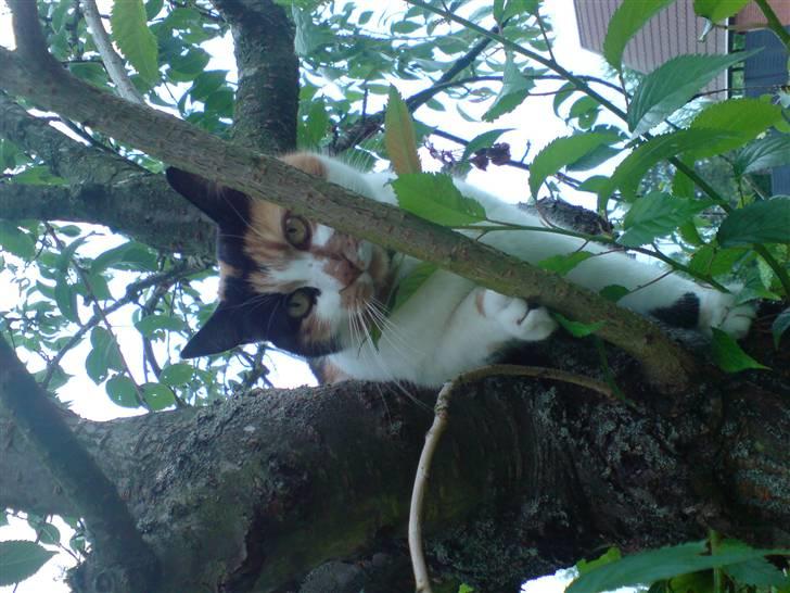 Huskat Laban billede 12