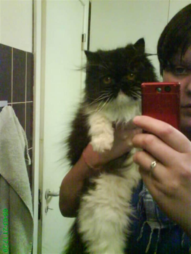 Perser Misja billede 16