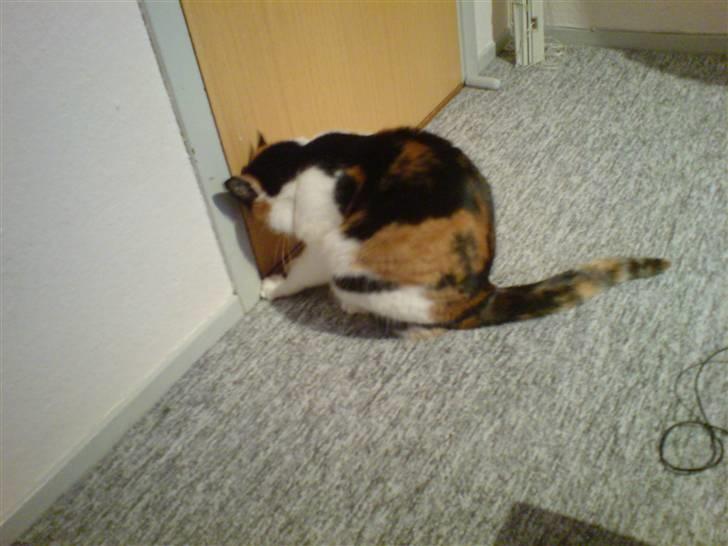 Huskat Laban billede 13