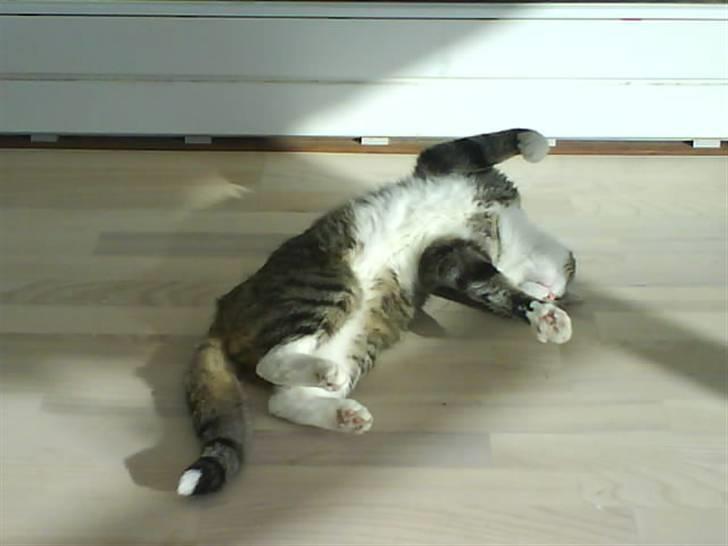 Huskat Chui - se hvor stor og dejlig jeg er!! billede 7