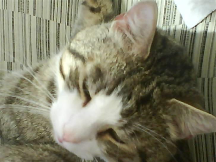 Huskat Chui - jeg ELSKER at putte. billede 8