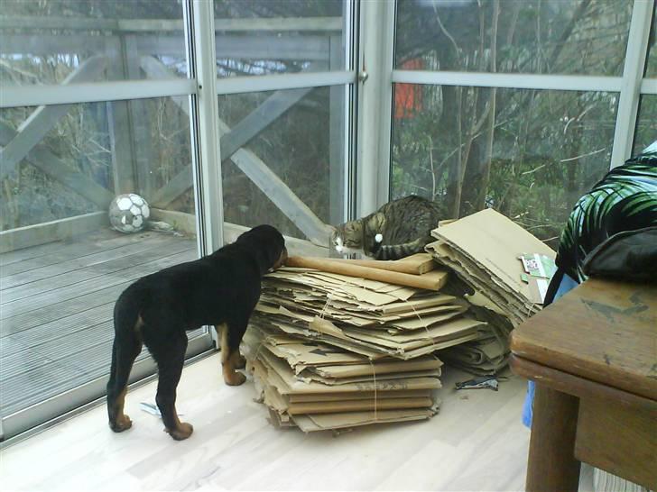 Huskat Chui - hvorfor kan den dumme hund ikke bare lade mig være??  billede 9