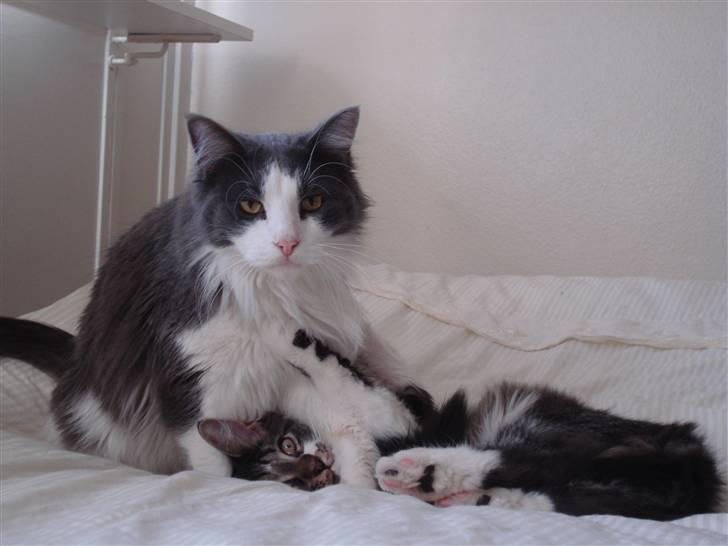 Maine Coon Bobby billede 6