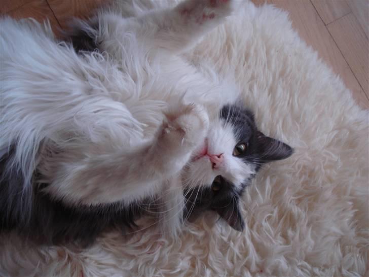 Maine Coon Bobby billede 7