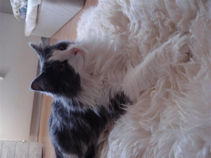 Maine Coon Bobby billede 8