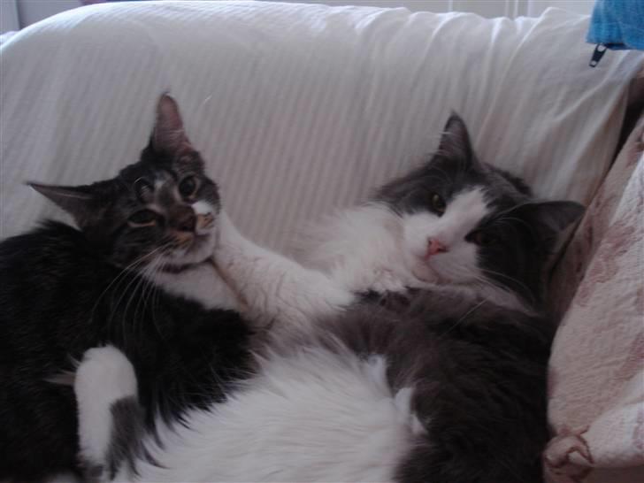 Maine Coon Bobby billede 9