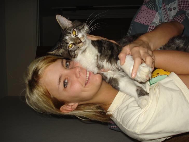 Maine Coon Leo billede 6