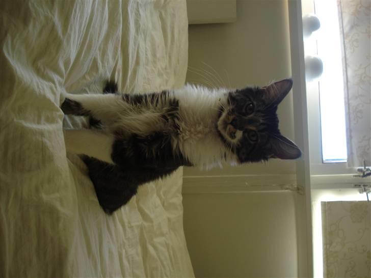 Maine Coon Leo billede 7