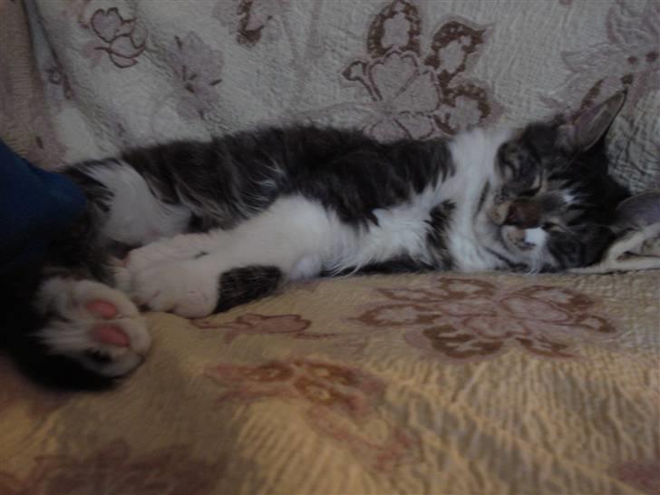 Maine Coon Leo billede 8