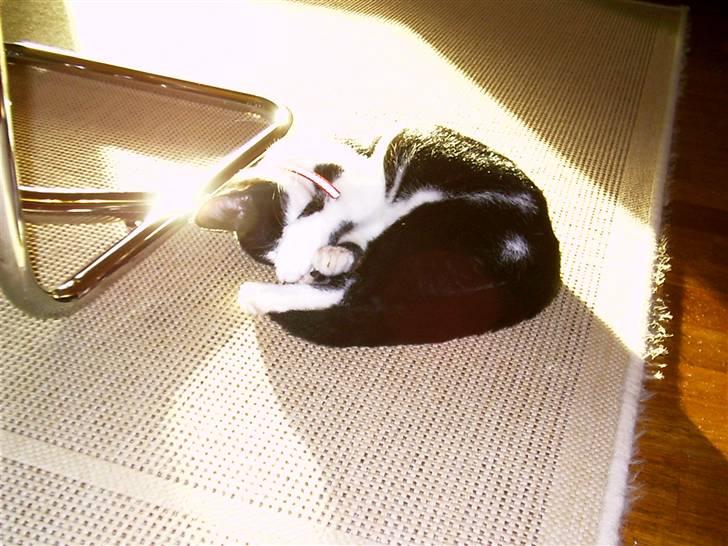 Huskat Misser - Vores egen solstråle.. billede 1