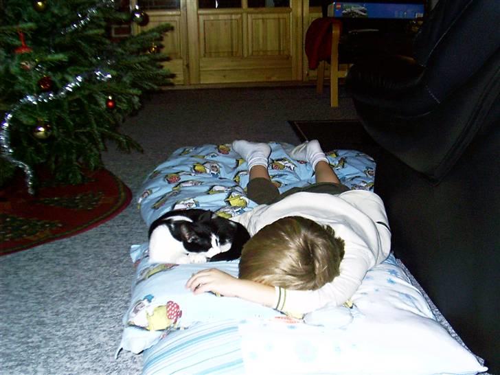 Huskat Misser - Dagen da vi fik hende.. Ligepludselig, blev hun træt af at gå og snuse, så hun lagde sig med min lillebror.. (Dagen før juleaften) billede 2