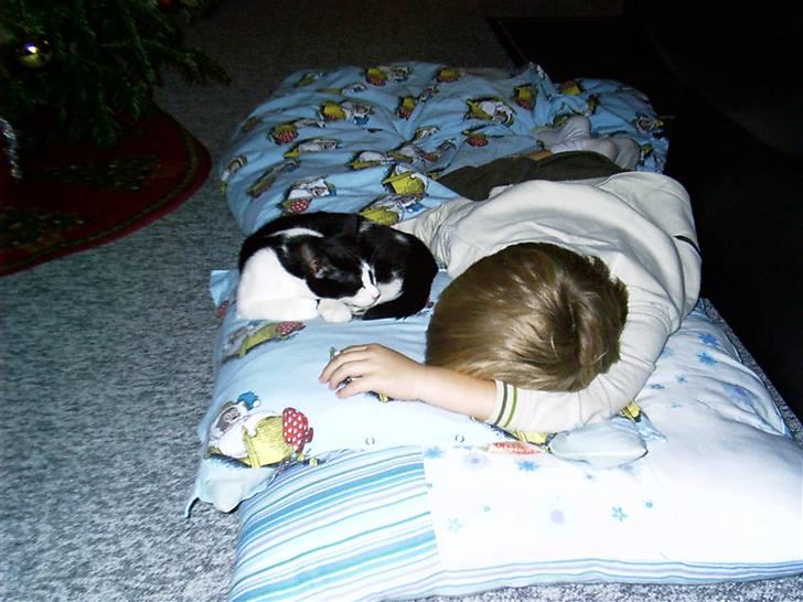 Huskat Misser billede 3