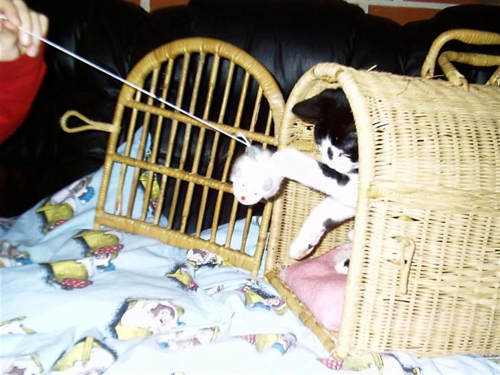 Huskat Misser - Så skulle der leges med hende.. billede 4