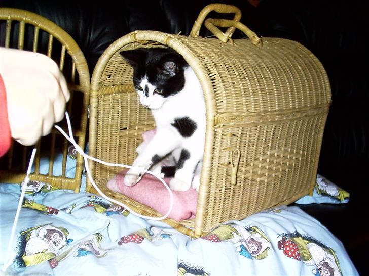 Huskat Misser billede 5