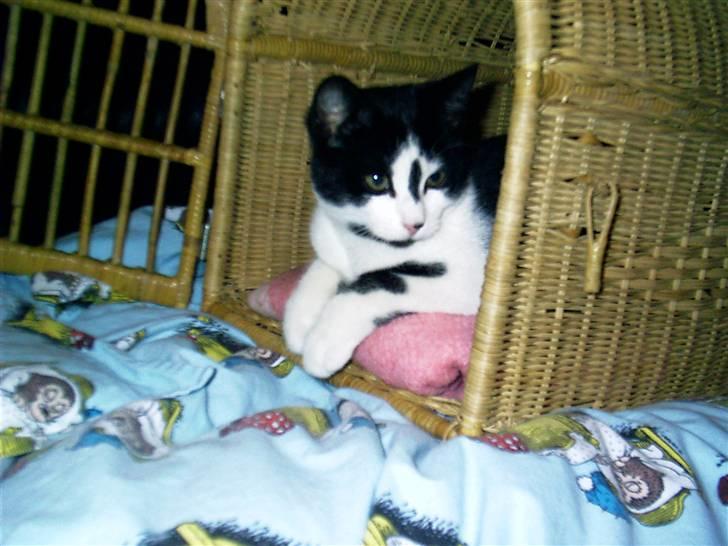 Huskat Misser - Så blev hun træt og ville hvile sig.. :) billede 6