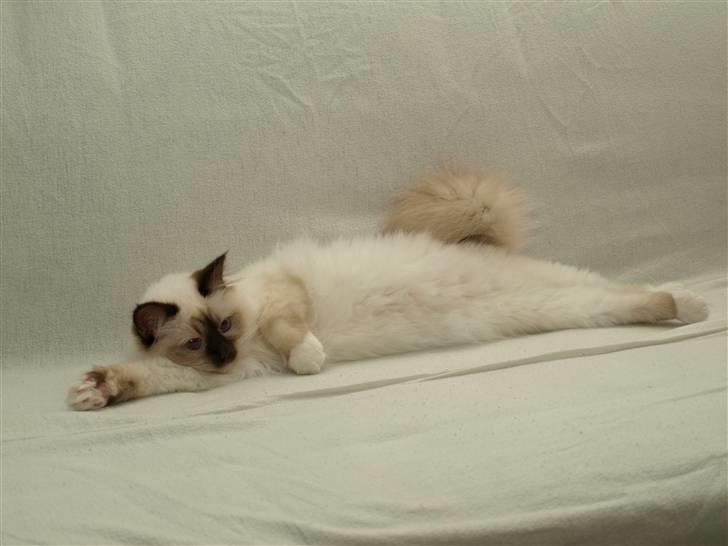 Hellig Birma Aggie - Man er vel en prinsesse billede 17