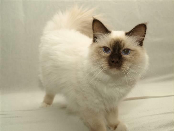 Hellig Birma Aggie billede 18