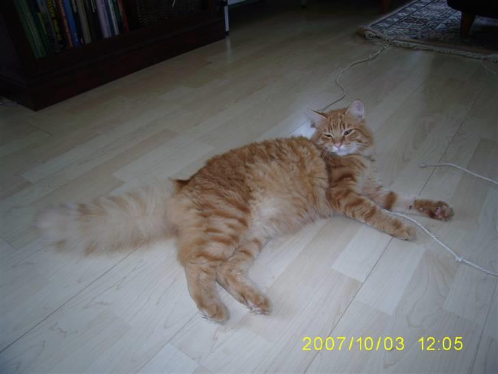 Blanding af racer Gimli billede 1