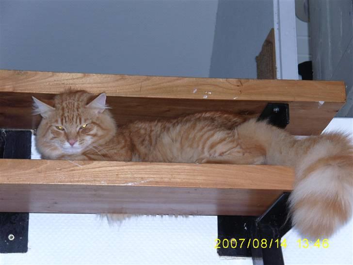 Blanding af racer Gimli billede 2