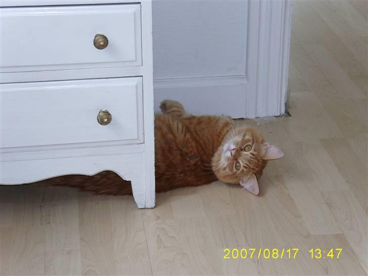 Blanding af racer Gimli billede 3