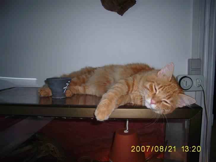 Blanding af racer Gimli billede 4