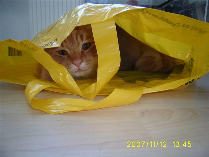 Blanding af racer Gimli billede 6