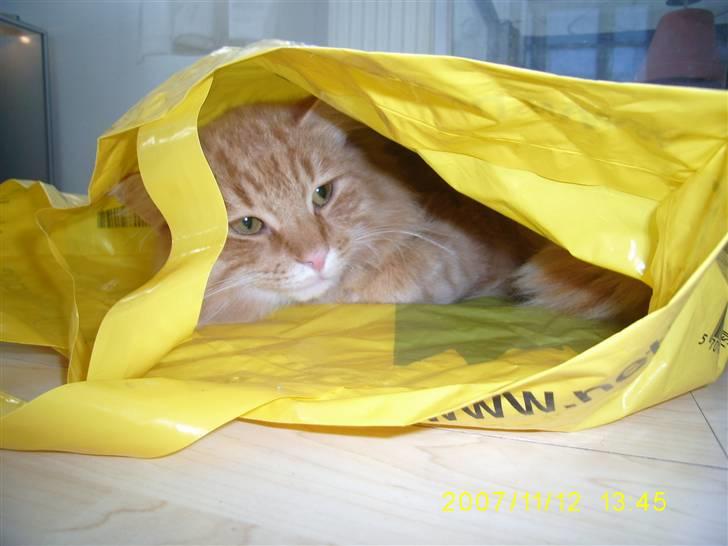 Blanding af racer Gimli billede 7