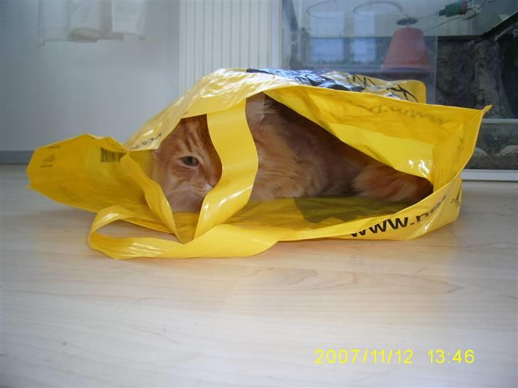 Blanding af racer Gimli billede 8