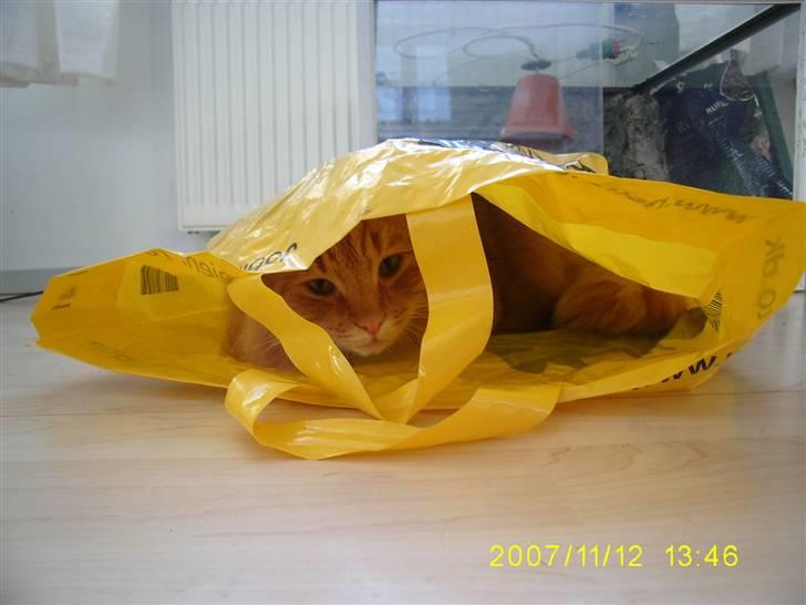 Blanding af racer Gimli billede 9