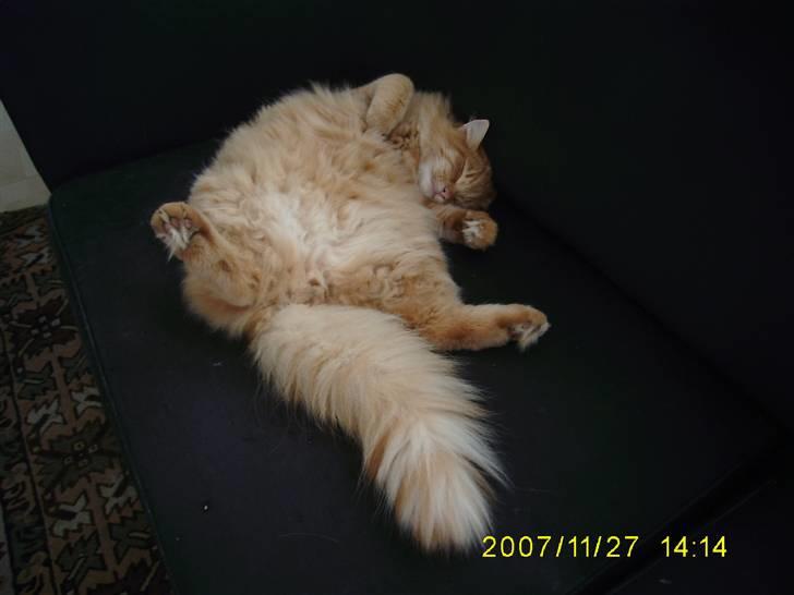 Blanding af racer Gimli billede 10