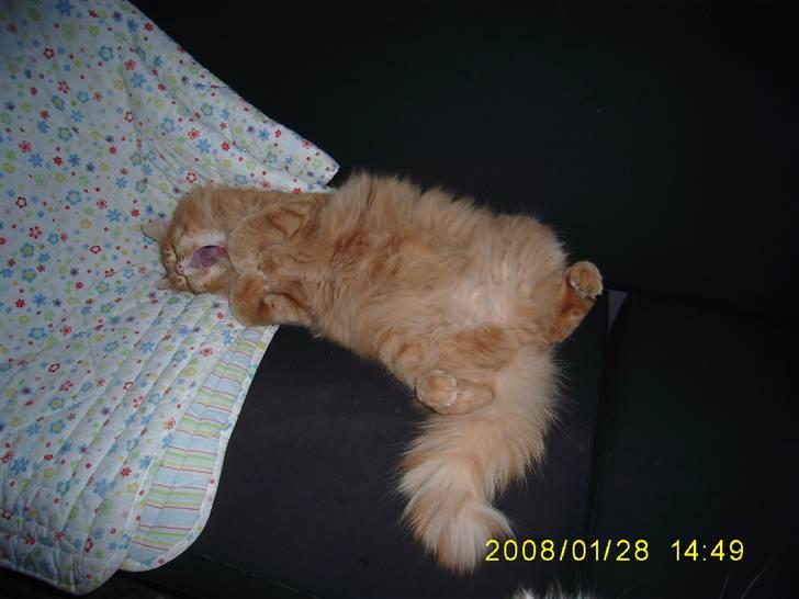 Blanding af racer Gimli billede 11