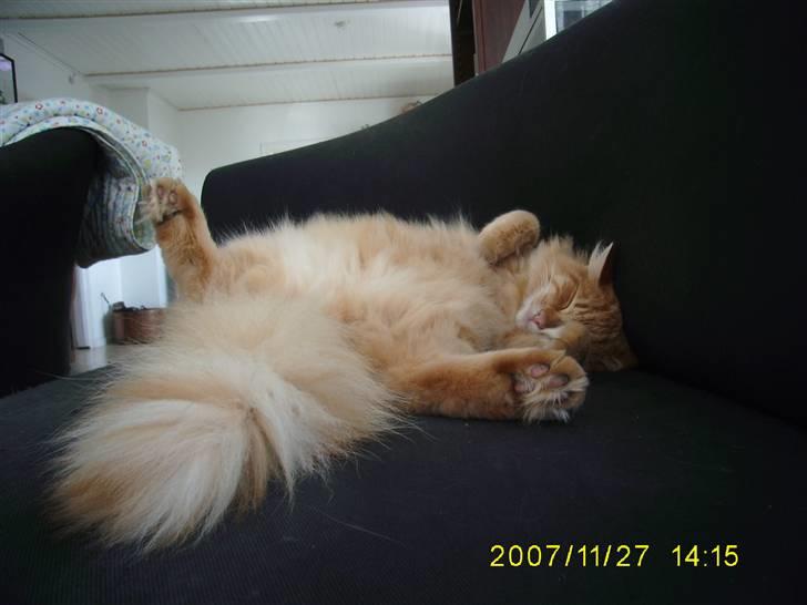 Blanding af racer Gimli billede 12