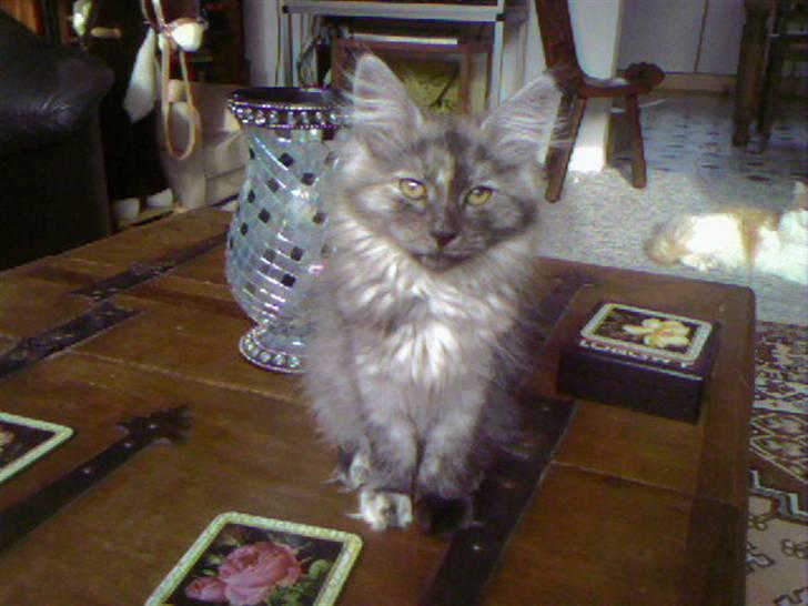 Norsk Skovkat Dk Mazjan's Jamilla  billede 13