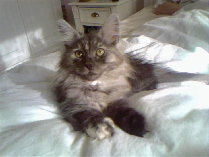 Norsk Skovkat Dk Mazjan's Jamilla  billede 14