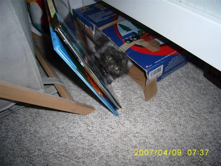 Norsk Skovkat Dk Mazjan's Jamilla  billede 15