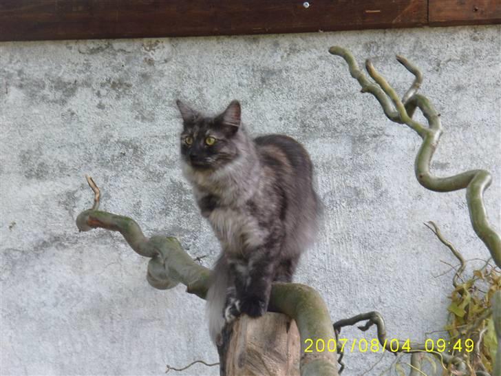 Norsk Skovkat Dk Mazjan's Jamilla  billede 16