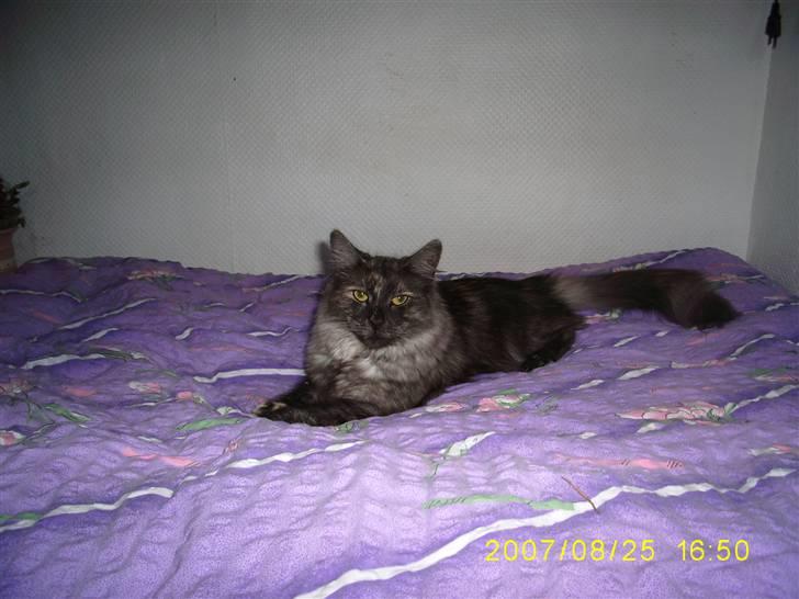 Norsk Skovkat Dk Mazjan's Jamilla  billede 17