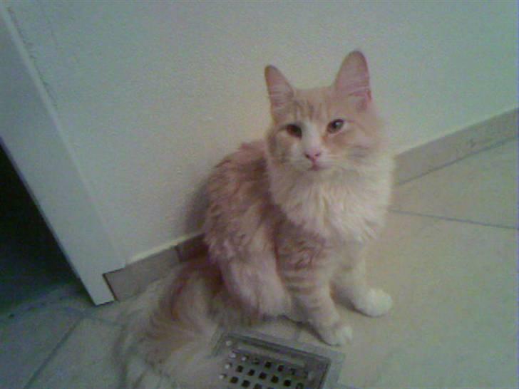 Norsk Skovkat Cormaths Junni  billede 9