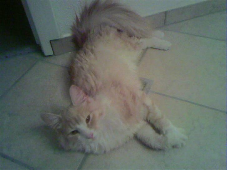 Norsk Skovkat Cormaths Junni  billede 10