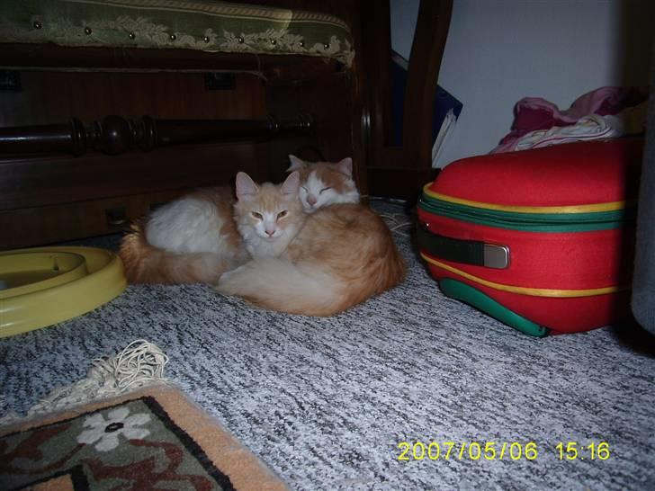 Norsk Skovkat Cormaths Junni  billede 11