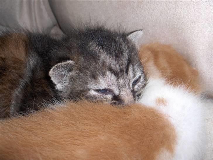 Huskat Prop billede 13