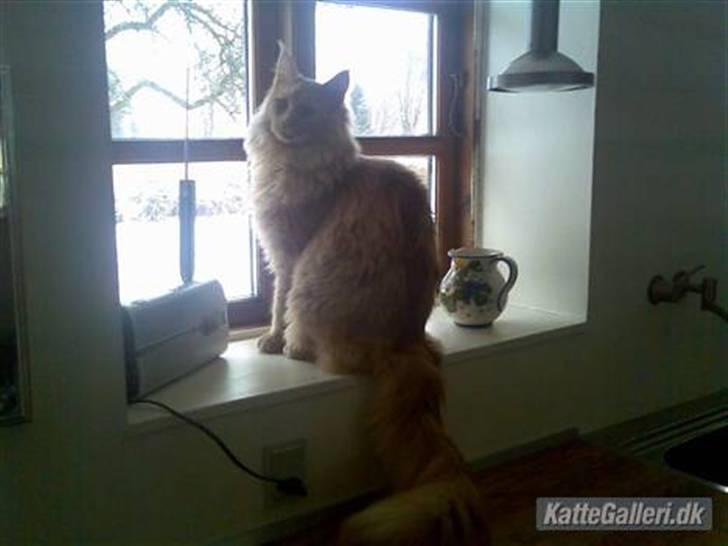 Maine Coon Mikkel<3 - Mikkel<3 billede 1