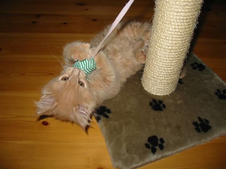 Maine Coon Mikkel<3 - lege?<3 billede 2