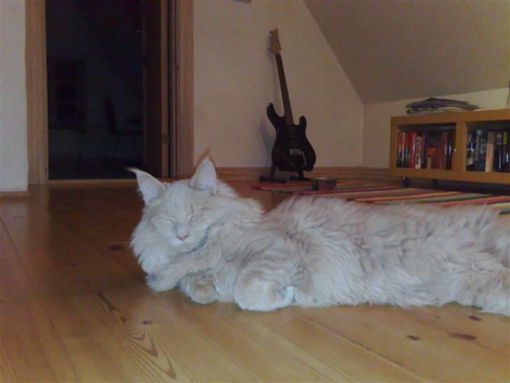 Maine Coon Mikkel<3 - hmmm...<3 billede 3