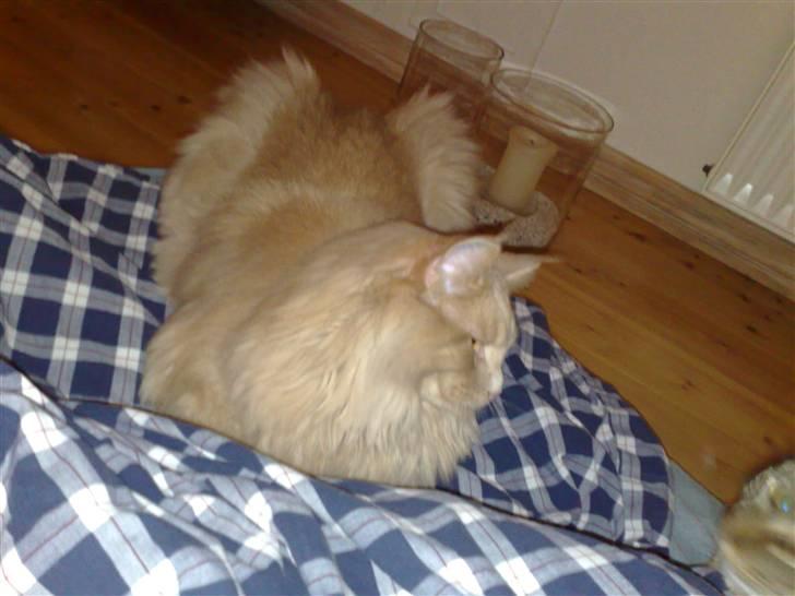 Maine Coon Mikkel<3 - uhhhh haaa....<3 billede 4