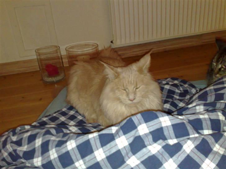 Maine Coon Mikkel<3 - sove?<3 billede 5