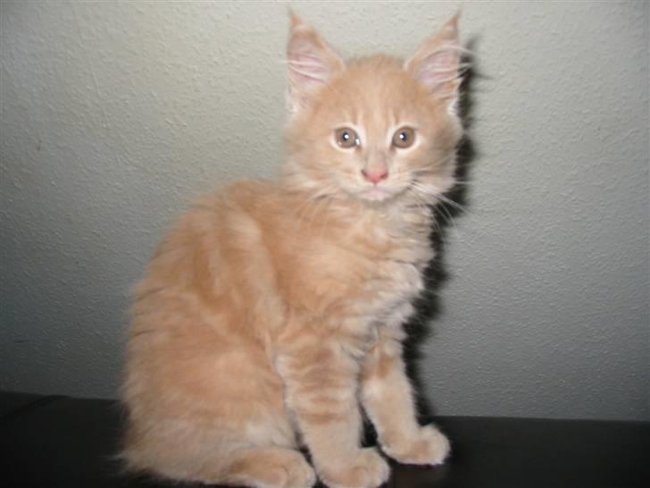 Maine Coon Mikkel<3 - mig som killing;) er jeg ikke bae sød;)<3 billede 6