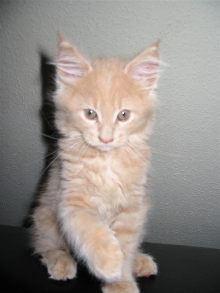 Maine Coon Mikkel<3 - hihi;) killing<3 billede 7