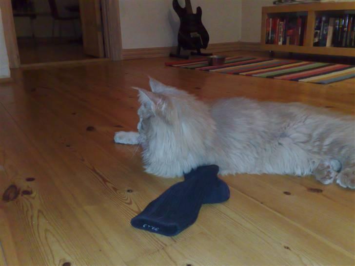 Maine Coon Mikkel<3 - sove?<3 nej<3 billede 8